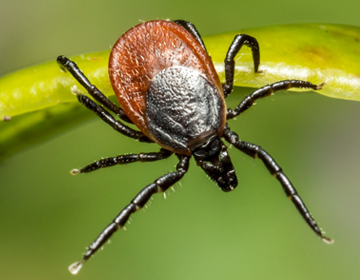na obrazku kleszcz w trawie